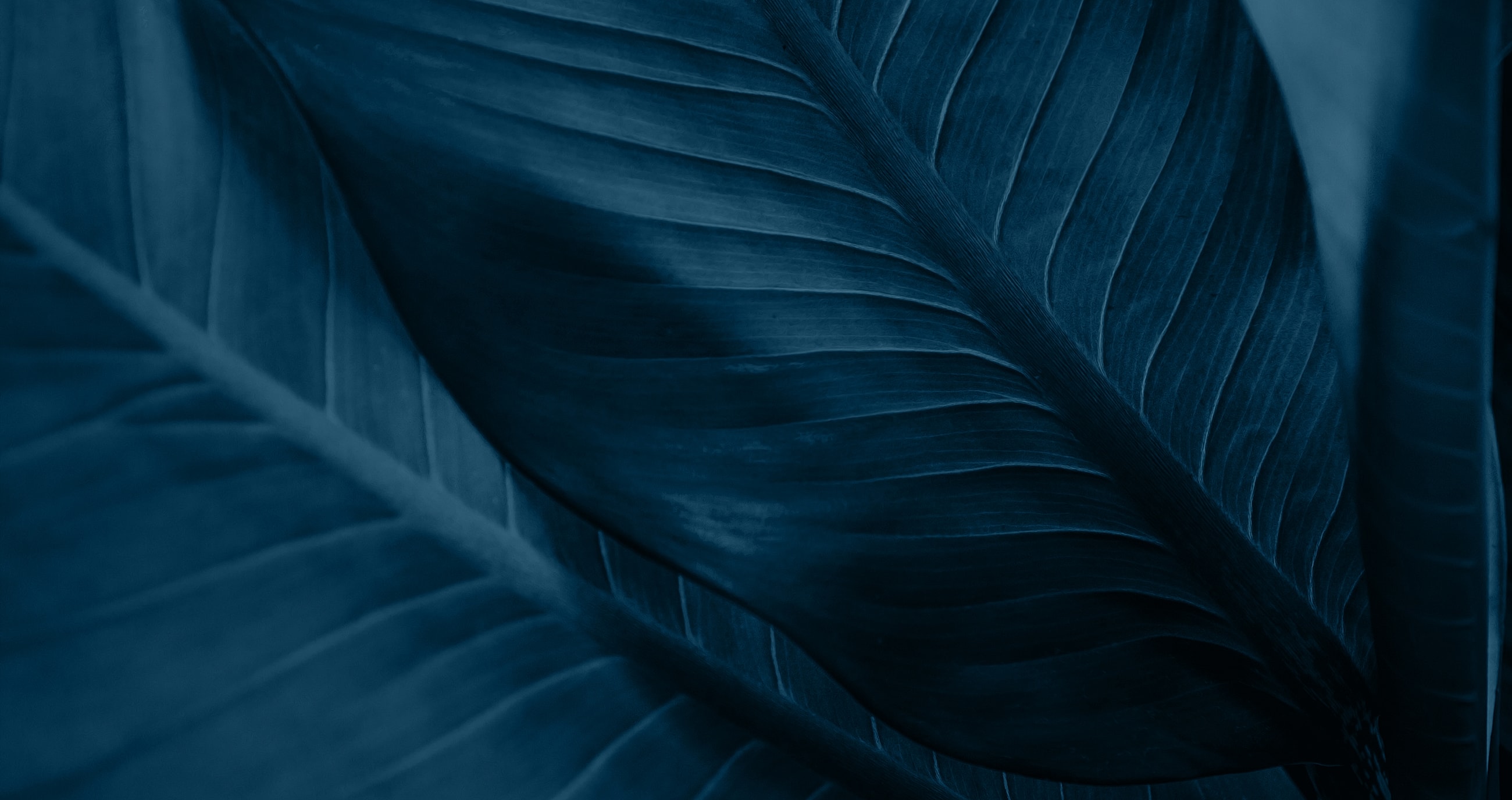 Dark blue tropical leaves close-up texture.